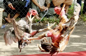 Đá Gà Miền Tây - Nét Văn Hoá Đặc Biệt Đậm Chất Truyền Thống