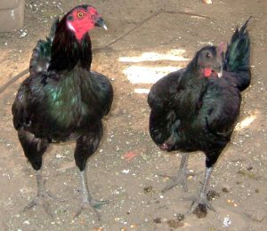 Gà Peru: Đặc Điểm, Các Giống Gà & Khả Năng Đá Chọi 