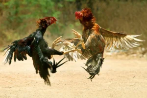 Luật chấp trong đá gà 88 là gì?