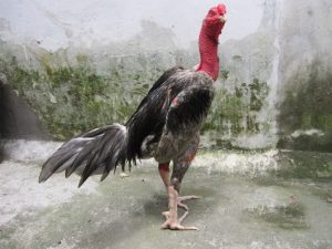 Gà chọi – Sân chơi tam kê hàng đầu châu Á hiện nay