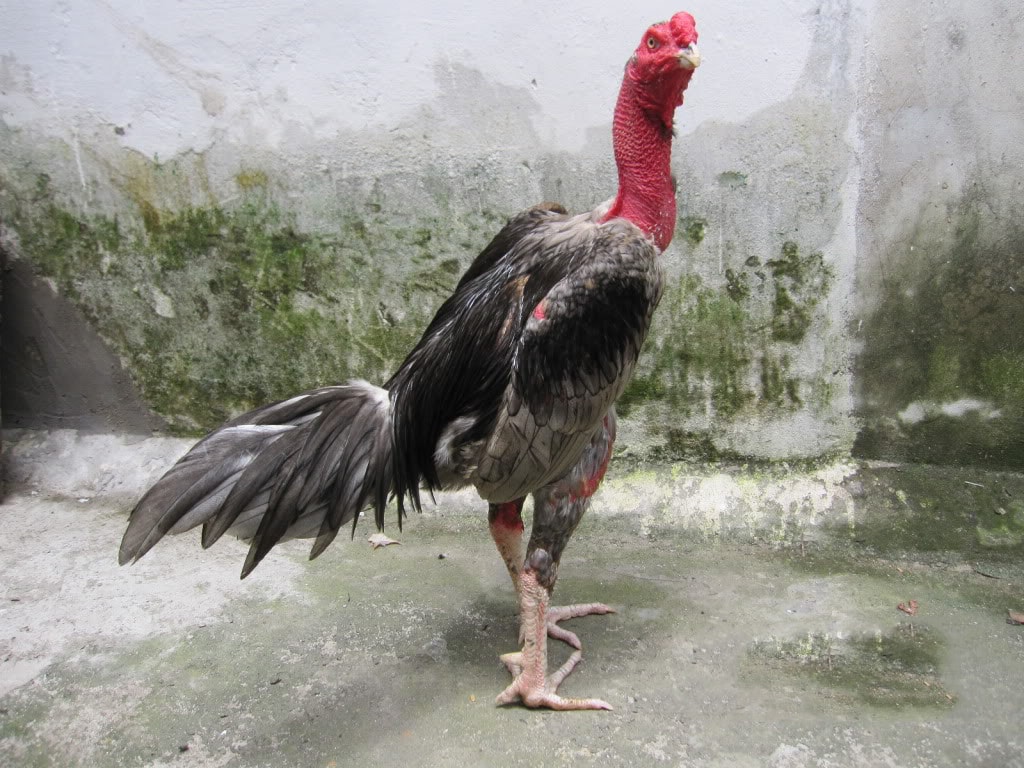 Tổng quát về gà chọi