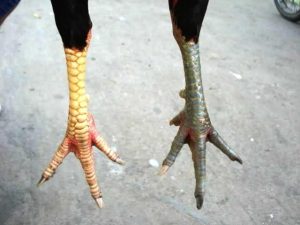 vảy liên giáp tốt hay xấu
