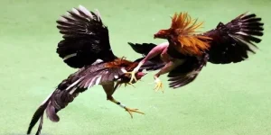 5+ Mẹo Đá Gà Cựa Dao Chắc Chắn Thằng Từ Nhà Cái GA88